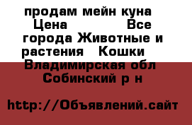 продам мейн куна › Цена ­ 15 000 - Все города Животные и растения » Кошки   . Владимирская обл.,Собинский р-н